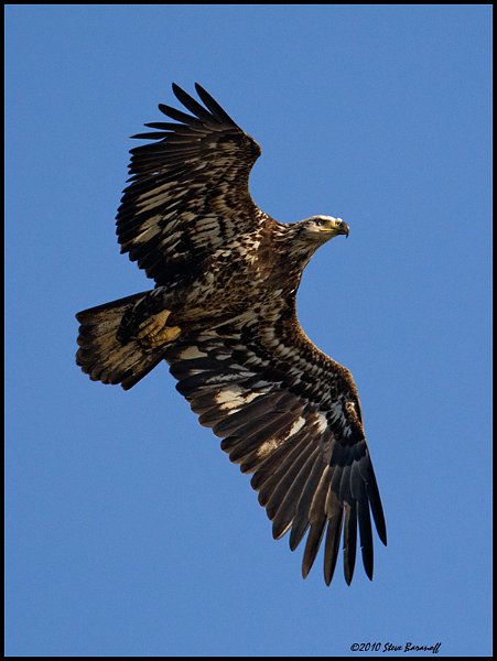 _0SB0673 immature american bald eagle.jpg